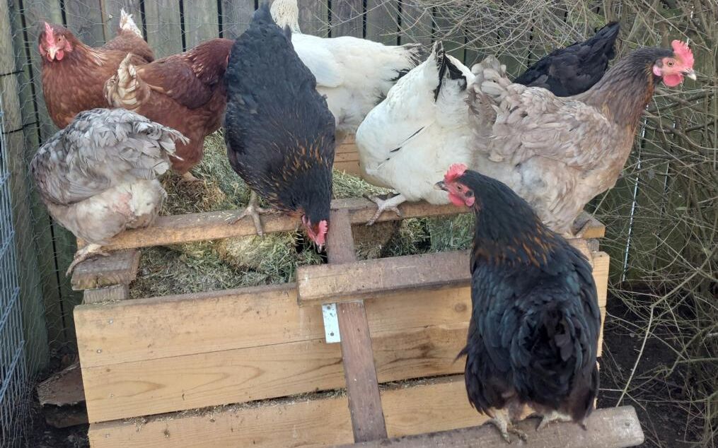 Wahlfach „Hühnerhaltung“ in Cham